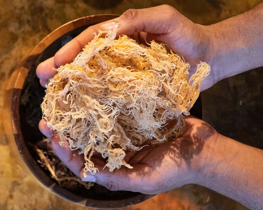 Raw Sea Moss – Wildcrafted Dried Gracilaria and Eucheuma Cottonii from St. Lucia | Vegan Superfood UK
