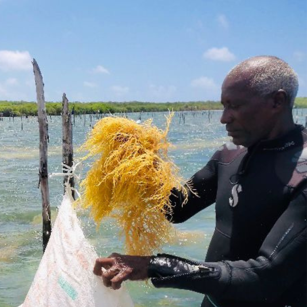 Natural sea moss