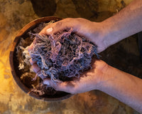 Raw Ocean grown Sea Moss (St. Lucia) | Irie Sea Moss