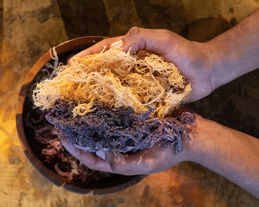 Raw dried sea moss from St. Lucia – wildcrafted Gracilaria, sun-dried for DIY gel or herbal infusion. Natural, vegan superfood.