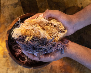 Raw dried sea moss from St. Lucia – wildcrafted Gracilaria, sun-dried for DIY gel or herbal infusion. Natural, vegan superfood.
